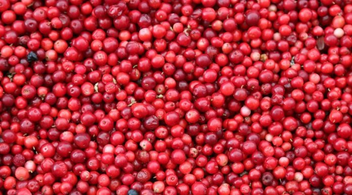 Cranberry juice could help prevent UTIs, shows study