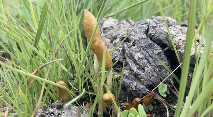 Scientists discover new psychedelic mushrooms in Southern Africa
